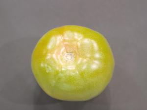 Tomate - Moucheture dorée