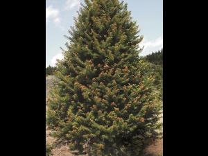 Arbres de Noël (sapins) - Gel printanier