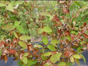 Camerise - Gel printanier