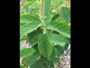 Camerise - Carence en manganèse