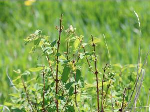 Camerise - Gel hivernal