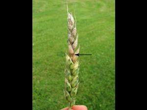 Blé - Fusariose de l'épi (Fusarium graminearum)_4