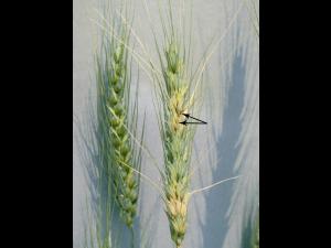 Blé - Fusariose de l'épi (Fusarium graminearum)_6