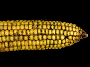 Maïs grain et fourrager - Moisissure noire (Cladosporium sp.)_6