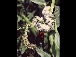 Maïs grain et fourrager - Charbon commun (Ustilago maydis)_5