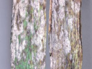 Orge - Blanc (Blumeria graminis)_1