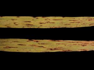 Orge - Rayure réticulée (Pyrenophora teres)_2