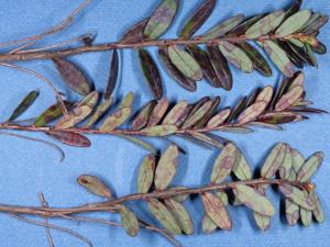 Canneberge - Tache à Protoventuria (Gibbera myrtilli)