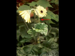 Gerbéras - Blanc (Oidium cichoracearum)