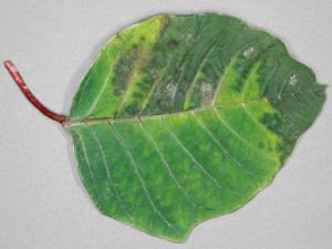 Poinsettia - Pourriture des racines (Pythium spp.)