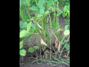 Soya - Rhizoctone commun (Rhizoctonia solani)_2