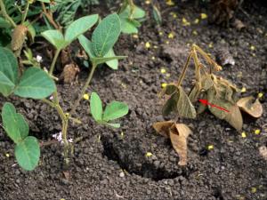 Soya - Pourriture des racines et de la tige (Phytophthora sojae)