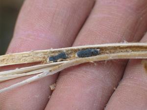 Soya - Pourriture sclérotique (Sclerotinia sclerotiorum)