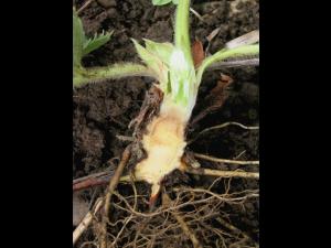 Fraise - Pourriture des racines et du collet (Phytophthora cactorum)