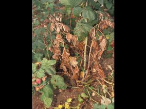 Framboise - Pourriture des racines (Phytophthora rubi)