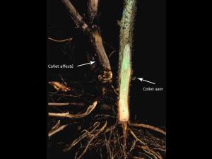 Framboise - Pourriture des racines (Phytophthora rubi)