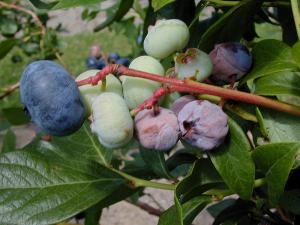 Bleuet en corymbe - Pourriture sclérotique (Monilinia vaccinii-corymbosi)