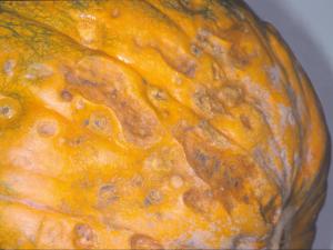Citrouille - Pourriture fusarienne (Fusarium solani)