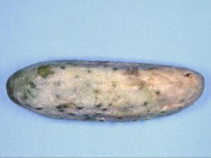 Concombre - Dépérissement phytophthoréen (Phytophthora capsici)