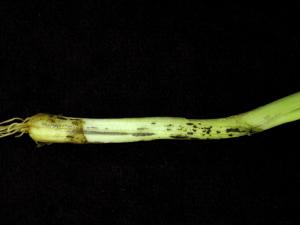 Oignon sec - Charbon (Urocystis magica)