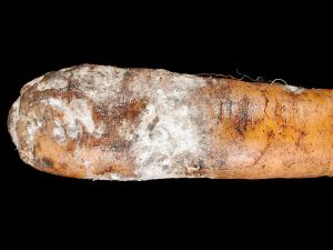Carotte - Moisissure grise (Botrytis cinerea)