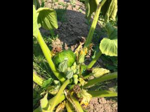 Courges - Virus de la tache annulaire de la papaye (PRSV)