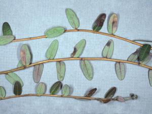 Canneberge - Tache noire (Ramularia nigromaculans)