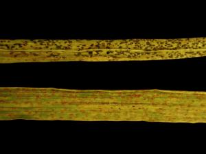 Seigle d'automne - Rouille brune (Puccinia triticina)