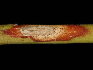 Bleuet en corymbe - Chancre à Fusicoccum (Godronia cassandrae)