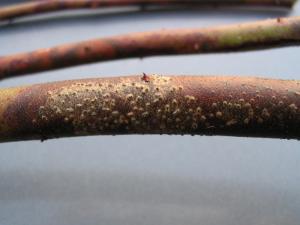 Bleuet en corymbe - Chancre à Fusicoccum (Godronia cassandrae)