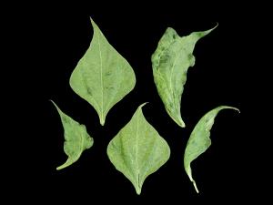 Haricot - Virus de la mosaïque du concombre (CMV)_2