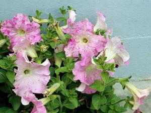 Pétunias - Moisissure grise (Botrytis cinerea)