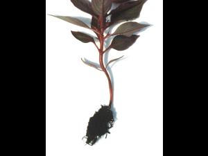 Célosies - Pourriture des racines (Pythium sp.)