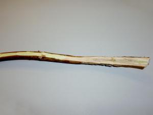 Bleuet en corymbe - Chancre à Botryosphaeria (Fusicoccum aesculi)