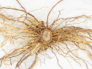 Piment - Pourriture des racines et du collet (Phytophthora capsici)