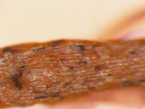 Tomate - Racine liégeuse (Pseudopyrenochaeta lycopersici)