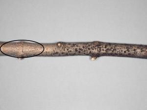 Érables - Dépérissement nectrien (Tubercularia vulgaris)