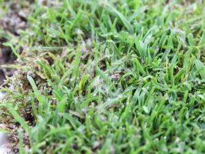 Gazons - Moisissure nivéale rosée (Microdochium nivale)