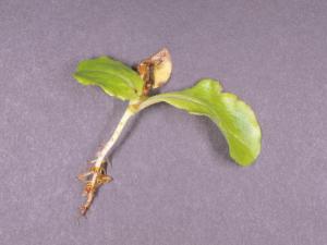 Laitues - Fonte des semis (Pythium sp.)