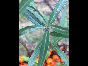 Argousier - Anthracnose (Colletotrichum acutatum)