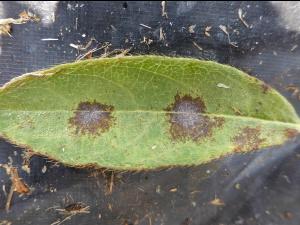 Camerise - Blanc (Erysiphe lonicerae)