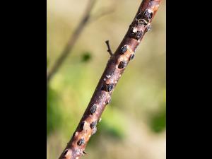 Noisetier - Brûlure orientale du noisetier (Anisogramma anomala)