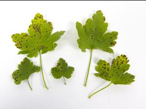 Groseille - Anthracnose (Drepanopeziza ribis)