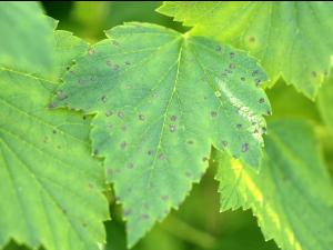 Cassis - Tache septorienne (Septoria ribis)
