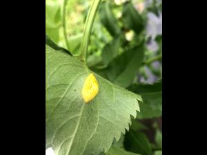 Sureau blanc - Rouille (Puccinia sambuci)