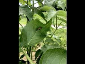 Sureau blanc - Rouille (Puccinia sambuci)