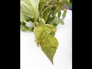 Tomate - Virus de la maladie bronzée de la tomate (TSWV)