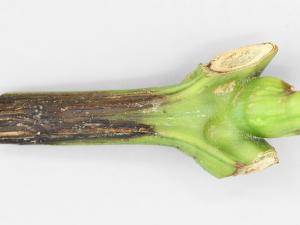 Poivron - Pourriture molle bactérienne (Pectobacterium carotovorum)