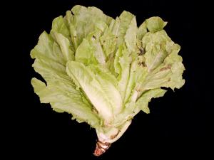 Laitues - Tache bactérienne (Pseudomonas cichorii)