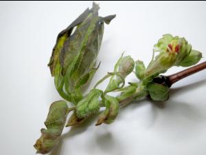 Camerise - Coulure bactérienne (Pseudomonas syringae pv. syringae)